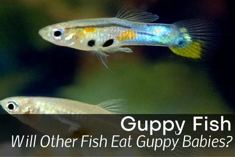 Will Other Fish Eat Guppy Babies