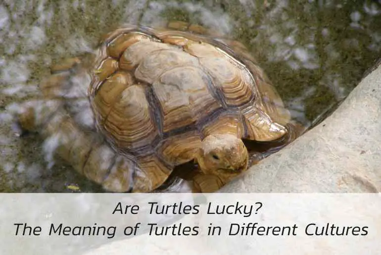 are turtles lucky