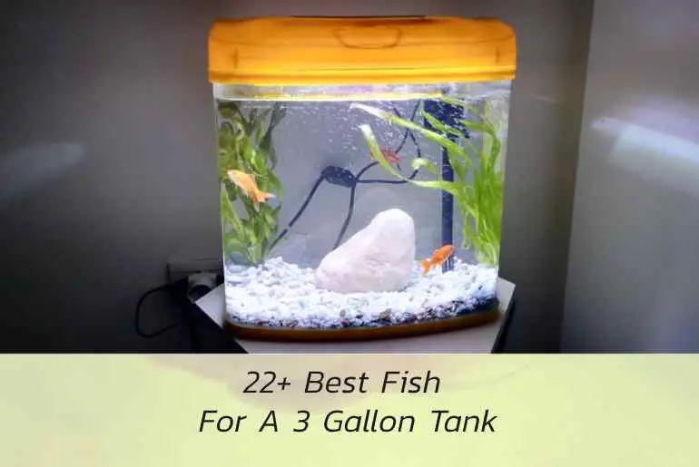 best fish for a 3 gallon tank