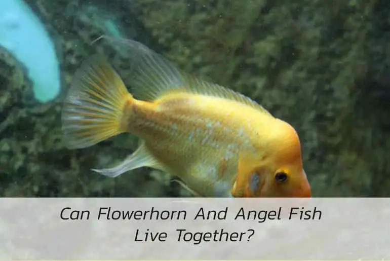 flowerhorn and angelfish live together