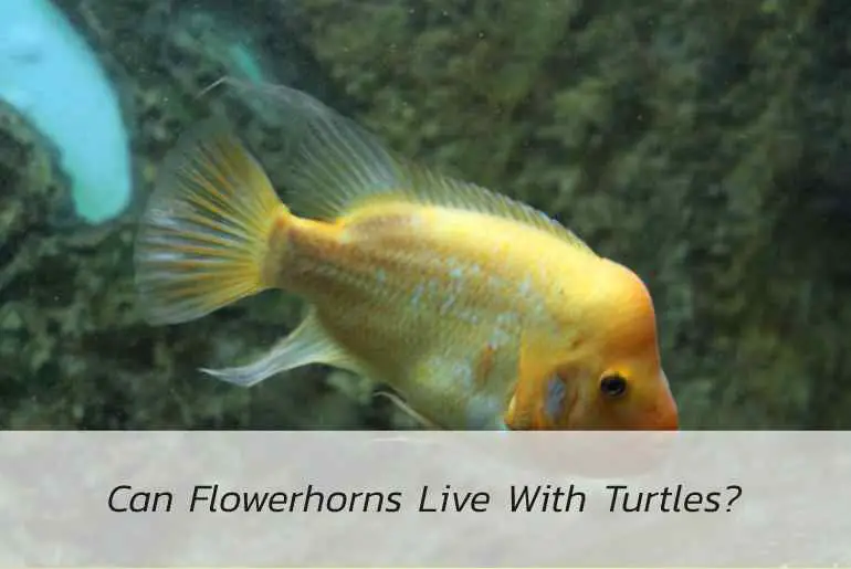 can flowerhorn live with turtles