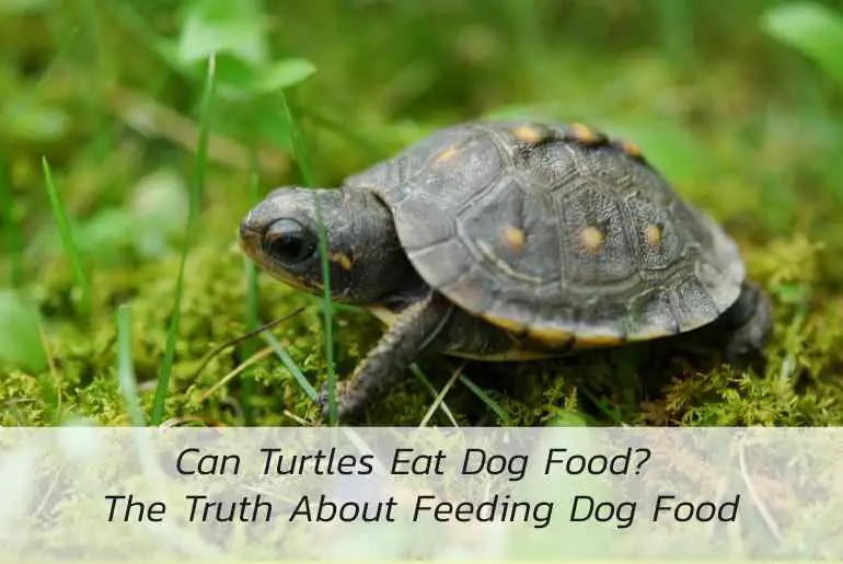 can turtles eat dog food