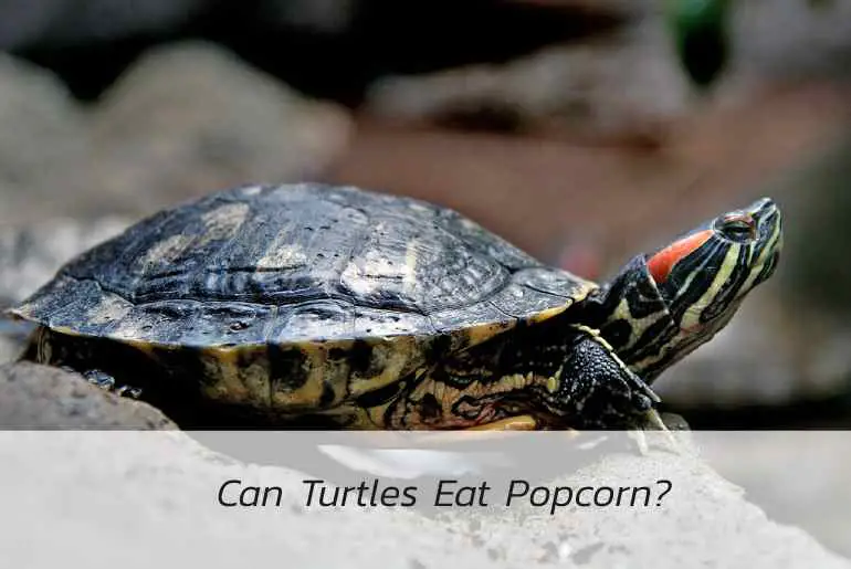 can turtles eat popcorn