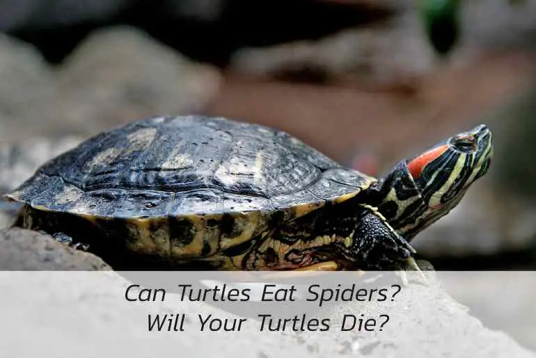 turtle eat spiders