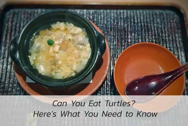can you eat turtles