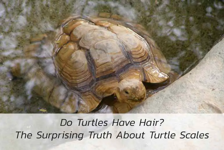 turtles have hair
