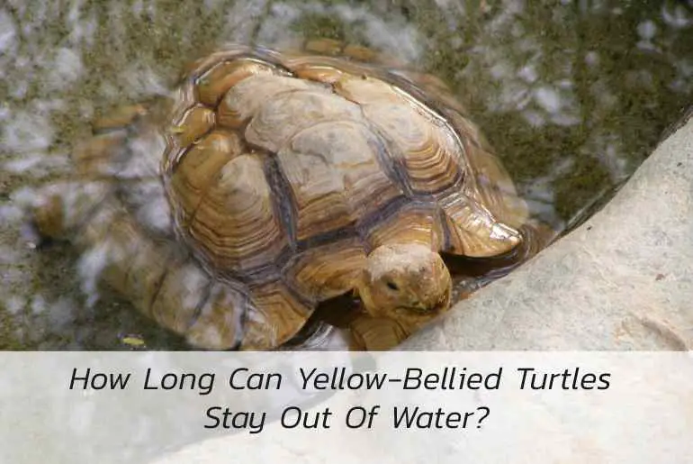 how long can yellow bellied turtles stay out of water