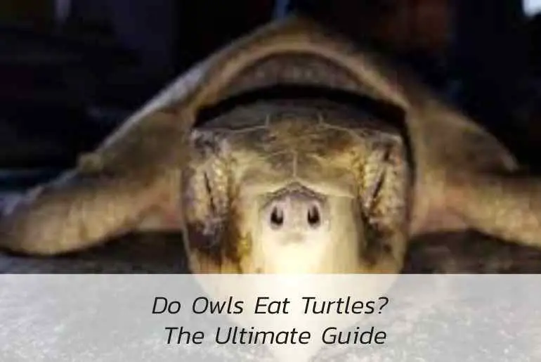 owls eat turtles