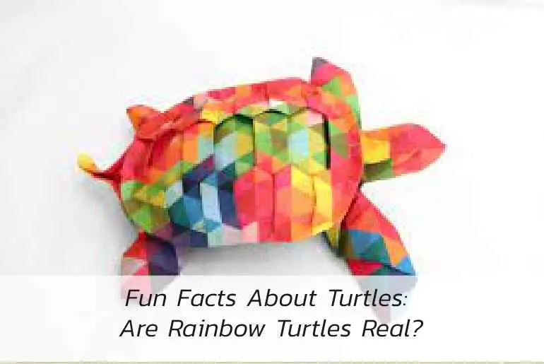 rainbow turtles real