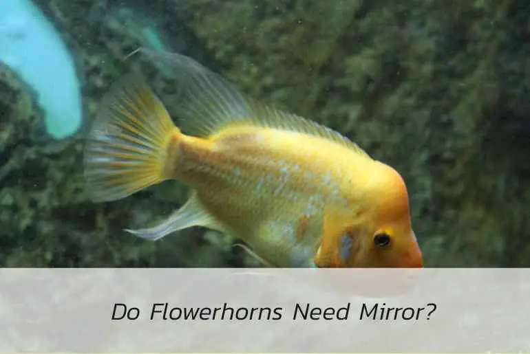 do flowerhorn need mirror