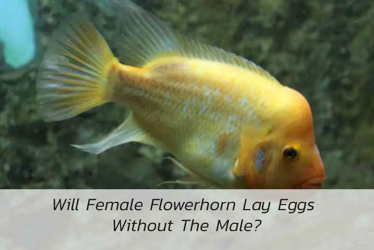 female flowerhorn lay eggs without the male