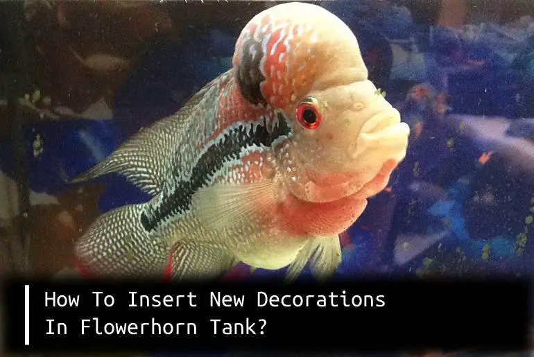 decorations in flowerhorn tank