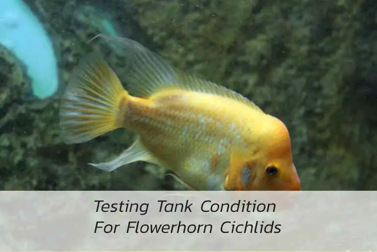 testing tank condition for flowerhorn