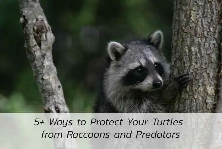 ways to protect your turtle
