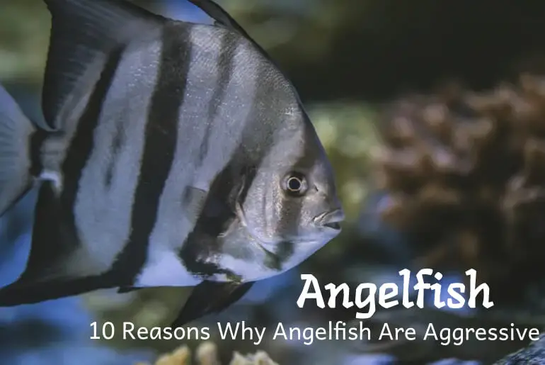 10 Reasons Why Angelfish Are Aggressive