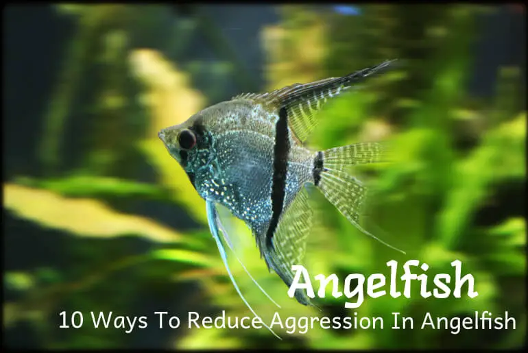 10 Ways To Reduce Aggression In Angelfish