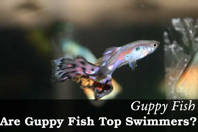 Are Guppy Fish Top Swimmers? - Fish Keeping Guide