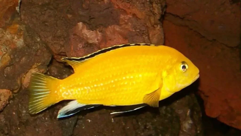 Electric Yellow Lab | Tank Mates For Polar Parrot Fish