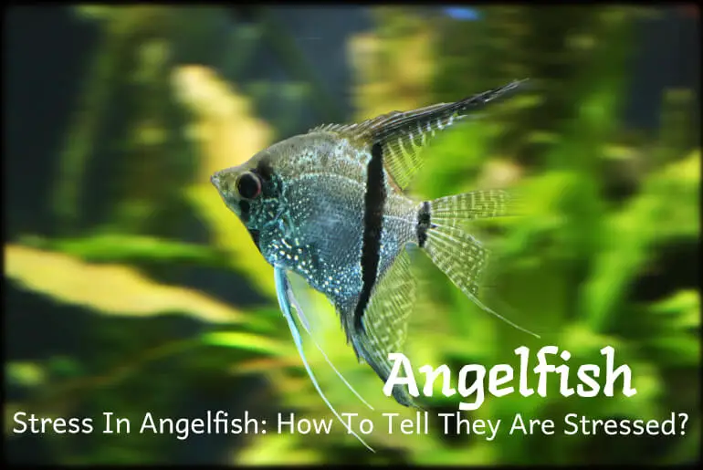 Stress In Angelfish How To Tell They Are Stressed