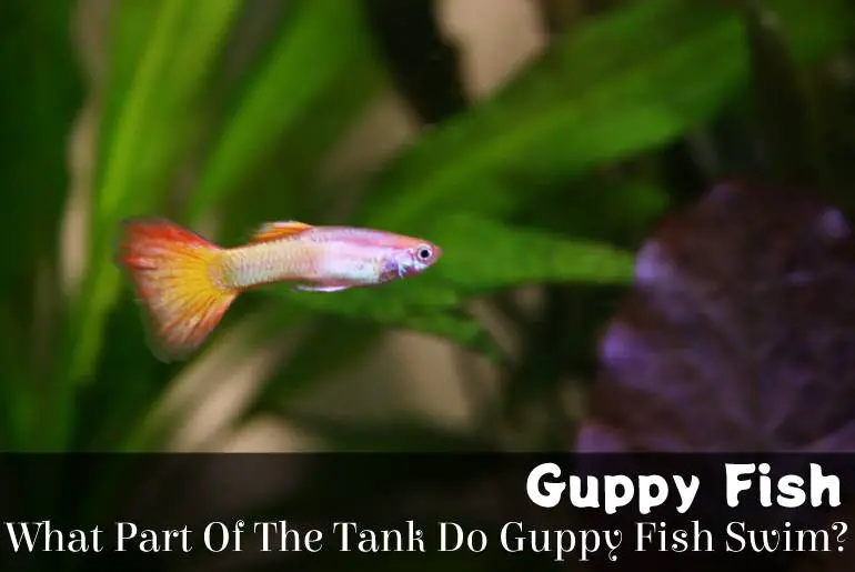 What Part Of The Tank Do Guppy Fish Swim? - Fish Keeping Guide