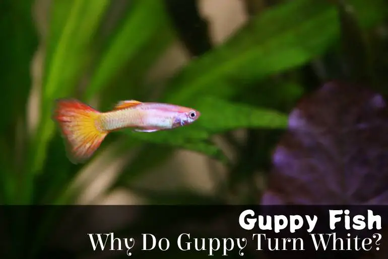 Why Do Guppy Turn White