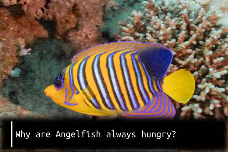 angelfish always hungry