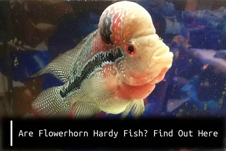 Are Flowerhorn Saltwater Or Freshwater Fish?