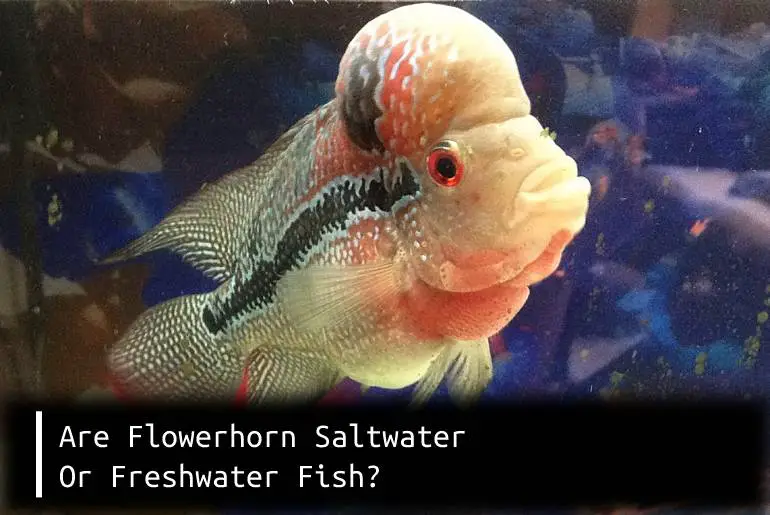 flowerhorn saltwater or freshwater fish