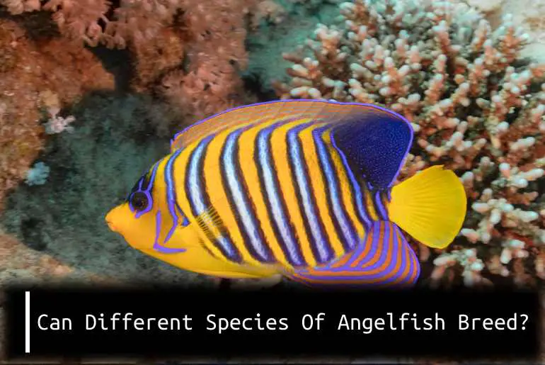 can different species of angelfish breed