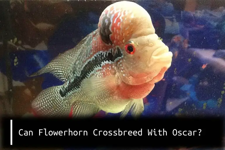 can flowerhorn crossbreed with oscar