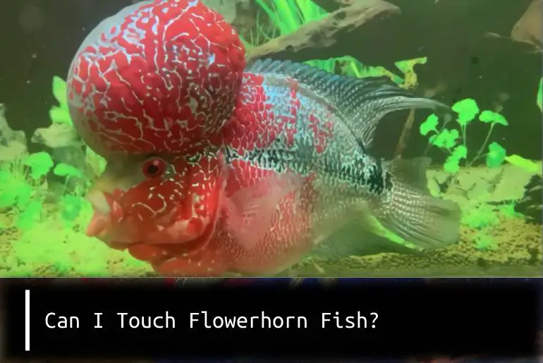 can I touch flowerhorn fish