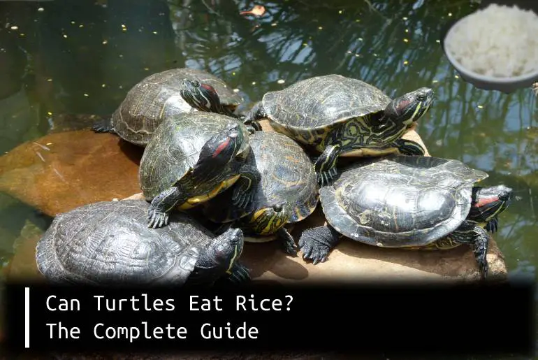 turtles eat rice