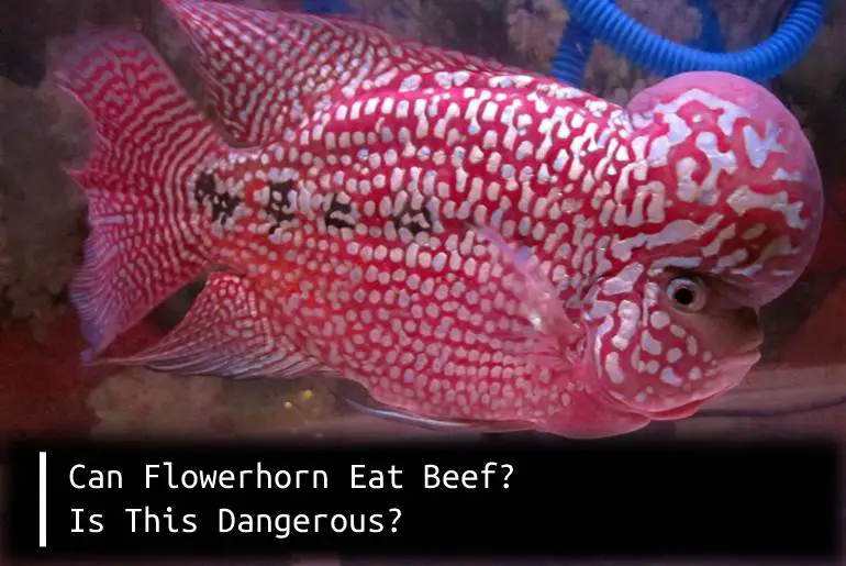 flowerhorn eat beef