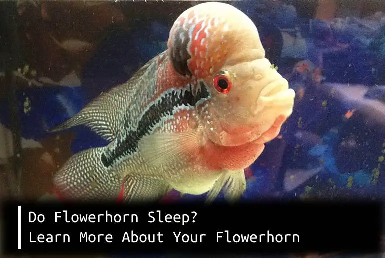 flowerhorn sleep
