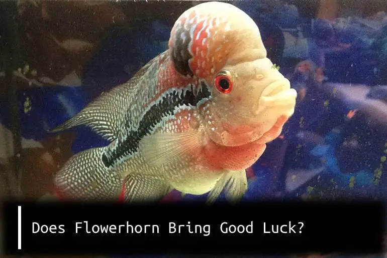 flowerhorn bring good luck