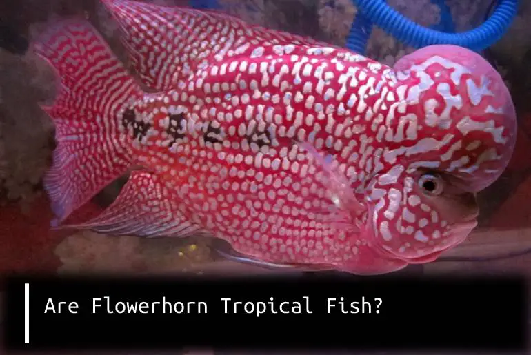 flowerhorn tropical fish