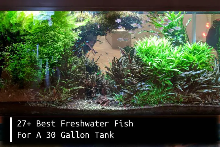 freshwater fish for 30 gallon tank