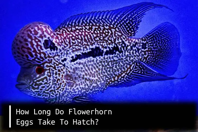 flowerhorn eggs hatch