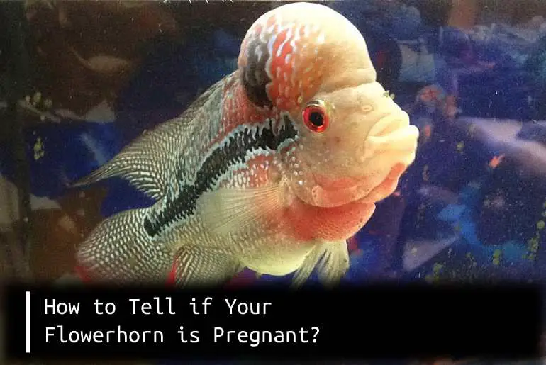 how to tell if your flowerhorn is pregnant