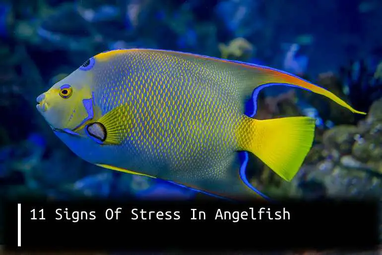 Signs of stress in angelfish
