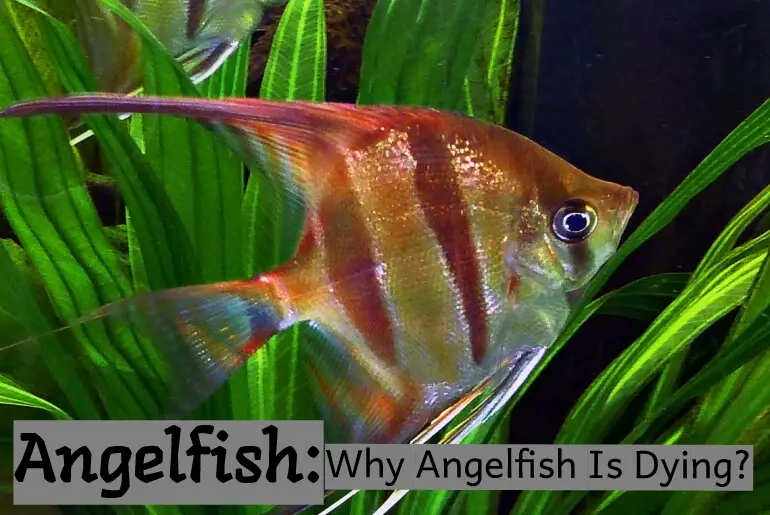 9 Reasons Why Angelfish Is Dying?