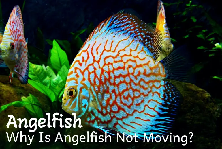 Why Is Angelfish Not Moving?