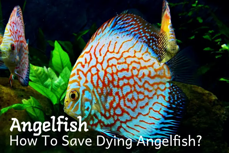 How To Save Dying Angelfish?