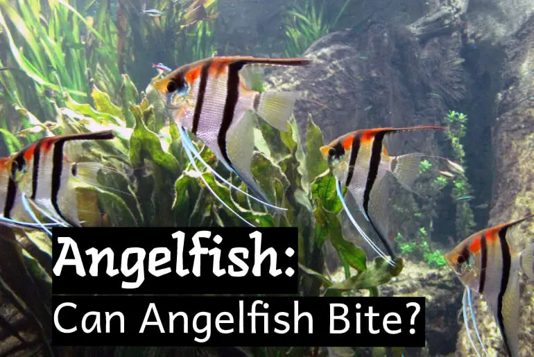 Can Angelfish Bite?