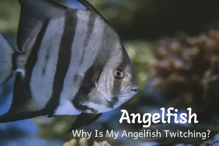 Why Is My Angelfish Twitching?