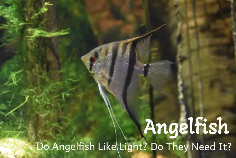 Do Angelfish Like Light? Do They Need It?