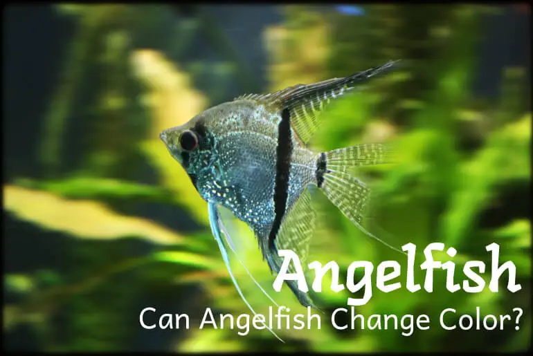 Can Angelfish Change Color?