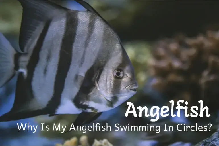 Why Is My Angelfish Swimming In Circles?