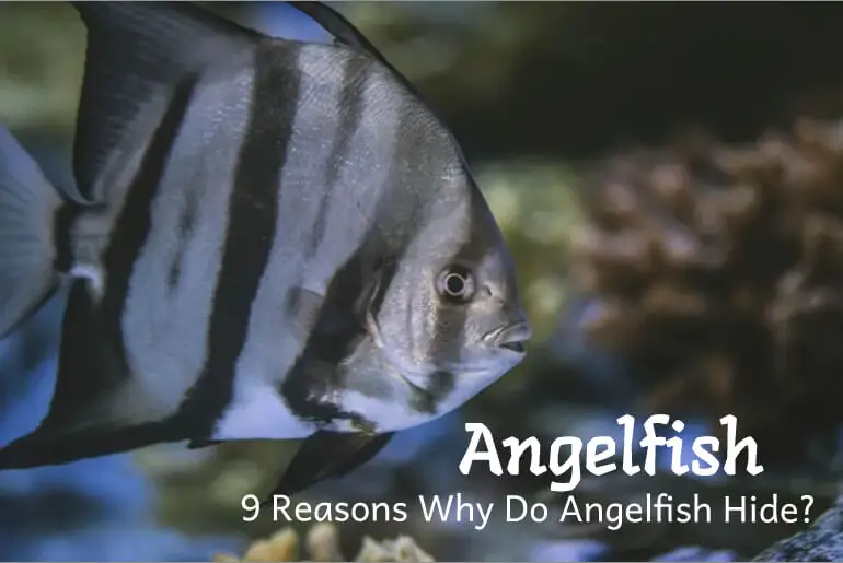 9 Reasons Why Do Angelfish Hide?