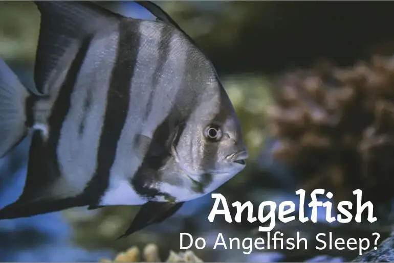 Do Angelfish Sleep?